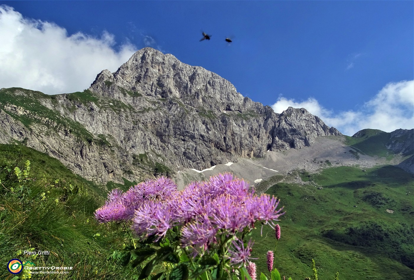 88 Pigamo colombino (Thalictrum aquilegifolium) per la Corna Piana.JPG -                                